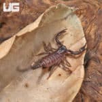Congo Emperor Scorpion (Pandinus imperator) For Sale - Underground Reptiles