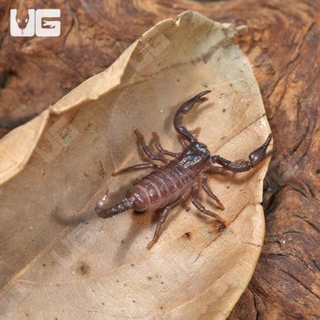 Congo Emperor Scorpion (Pandinus imperator) For Sale - Underground Reptiles