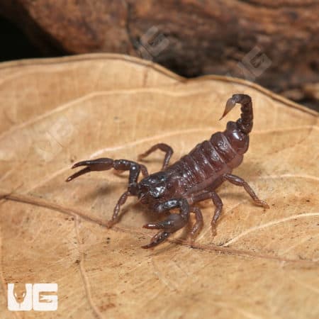 Congo Emperor Scorpion (Pandinus imperator) For Sale - Underground Reptiles