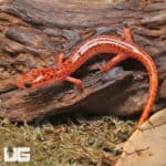 cave salamanders (Eurycea lucifuga) for sale