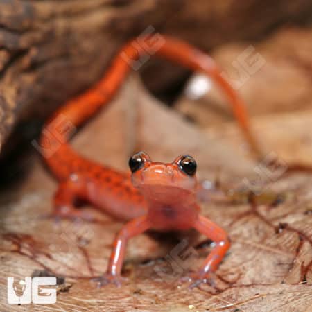 cave salamanders (Eurycea lucifuga) for sale