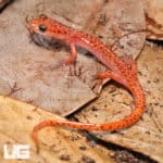 cave salamanders (Eurycea lucifuga) for sale