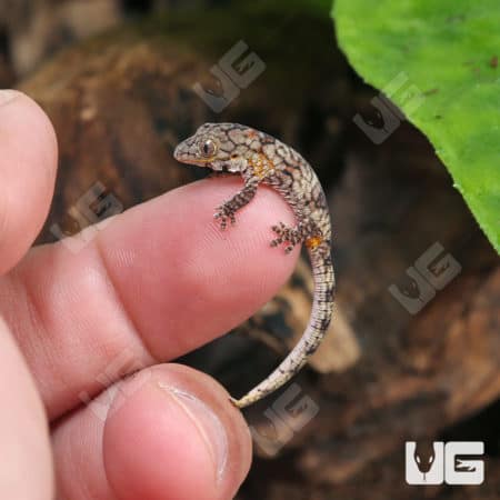 Baby Chameleon Gecko (Eurodactylodes Vieillardi) For Sale - Underground Reptiles