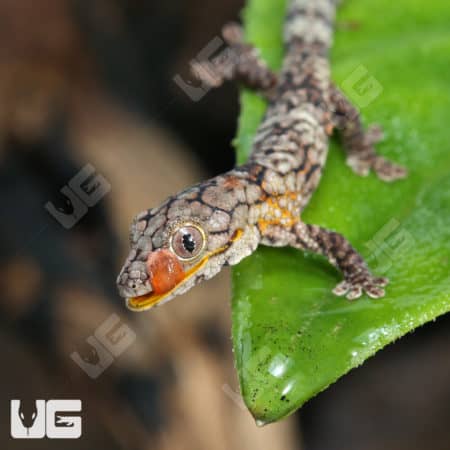 Baby Chameleon Gecko (Eurodactylodes Vieillardi) For Sale - Underground Reptiles