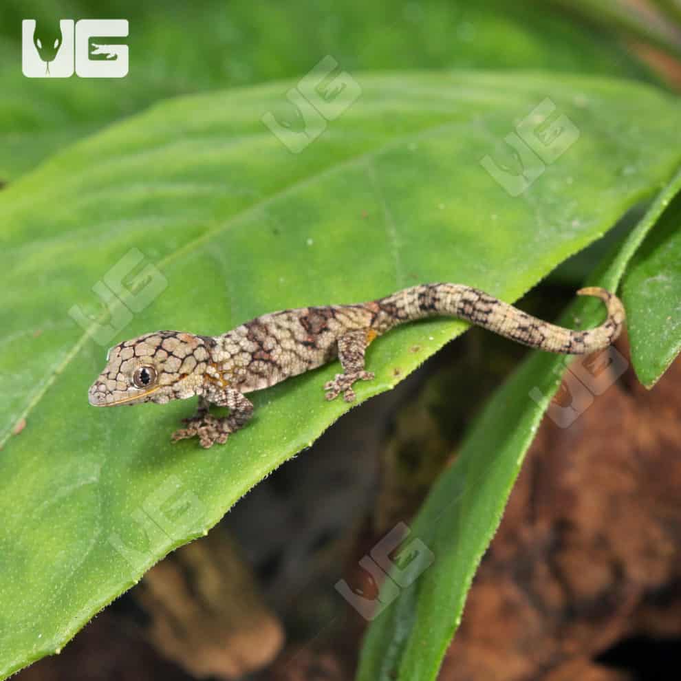 Baby Chameleon Geckos For Sale Underground Reptiles 90