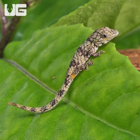 Baby Chameleon Gecko (Eurodactylodes Vieillardi) For Sale - Underground Reptiles