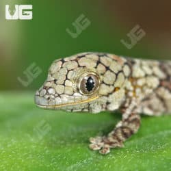 Baby Chameleon Gecko (Eurodactylodes Vieillardi) For Sale - Underground Reptiles