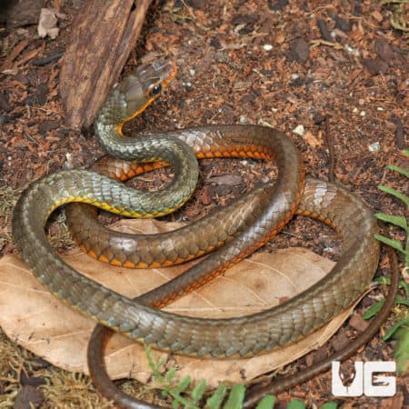 Machete Snakes (Chironius carinatus) for sale