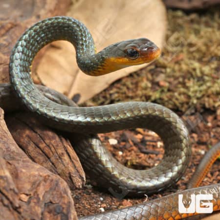 Machete Snakes (Chironius carinatus) for sale