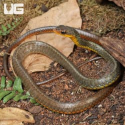 Machete Snakes (Chironius carinatus) for sale