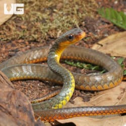 Machete Snakes (Chironius carinatus) for sale
