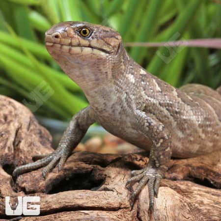 Baby Monkey Tail Skinks (Corucia zebrata) For Sale - Underground Reptiles