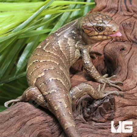 Baby Monkey Tail Skinks (Corucia zebrata) For Sale - Underground Reptiles