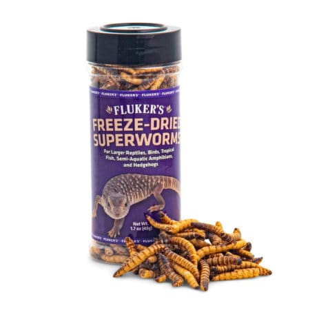Freeze-dried superworms in container with some outside, ideal for reptiles and amphibians.