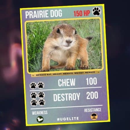 Prairie Dog U.G. MON Card with stats and features, first edition collectible card.