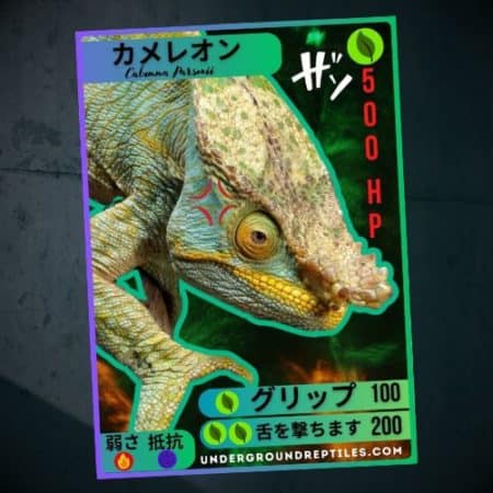 Parson’s Chameleon limited edition trading card for reptile collectors.