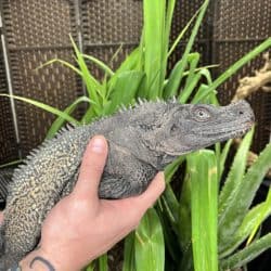 Sulawesi Sailfin Dragon (Hydrosaurus celebensis) For Sale - Underground Reptiles