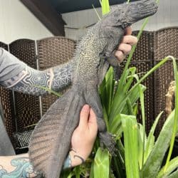 Sulawesi Sailfin Dragon (Hydrosaurus celebensis) For Sale - Underground Reptiles