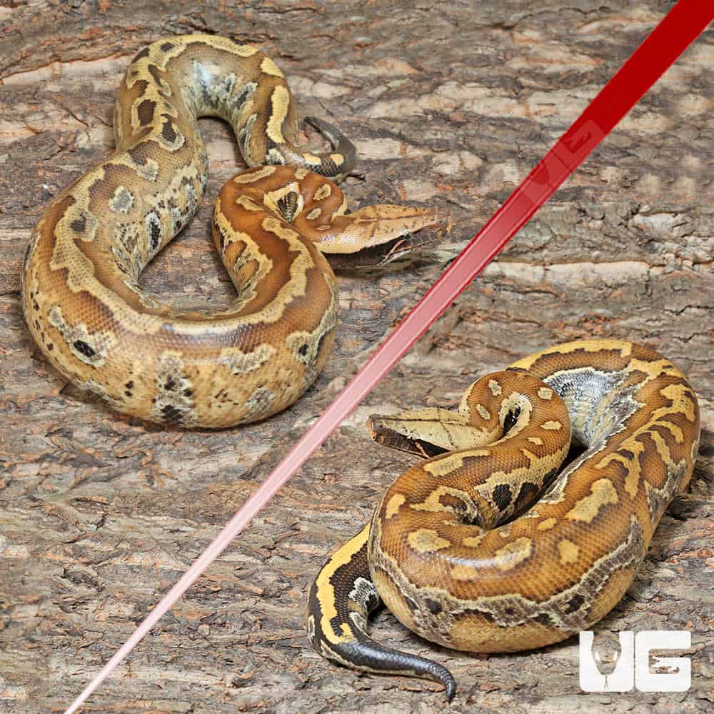 Sumatran Blood Pythons (Python brongersmai) For Sale - Underground Reptiles