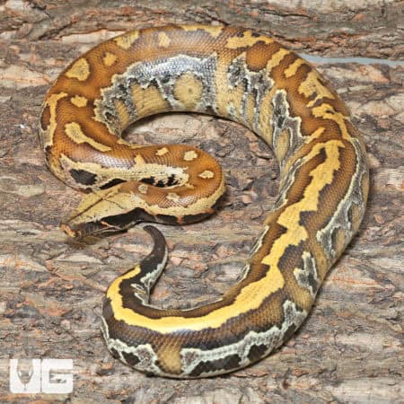Sumatran Blood Pythons (Python brongersmai) For Sale - Underground Reptiles