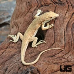 Bosc's Fringe Fingered Lizard (Acanthodactylus boskianus) For Sale - Underground Reptiles