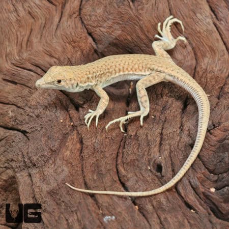 Bosc's Fringe Fingered Lizard (Acanthodactylus boskianus) For Sale - Underground Reptiles