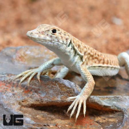 Bosc's Fringe Fingered Lizard (Acanthodactylus boskianus) For Sale - Underground Reptiles