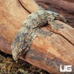 Baby High Pink Leachianus Gecko (Rhacodactylus leachianus) For Sale - Underground Reptiles