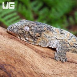 Baby High Pink Leachianus Gecko (Rhacodactylus leachianus) For Sale - Underground Reptiles