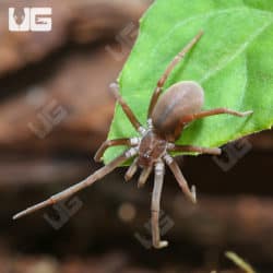Southern Crevice Spider (Kukulcania hibernalis) For sale - Underground Reptiles