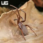 Southern Crevice Spider (Kukulcania hibernalis) For sale - Underground Reptiles