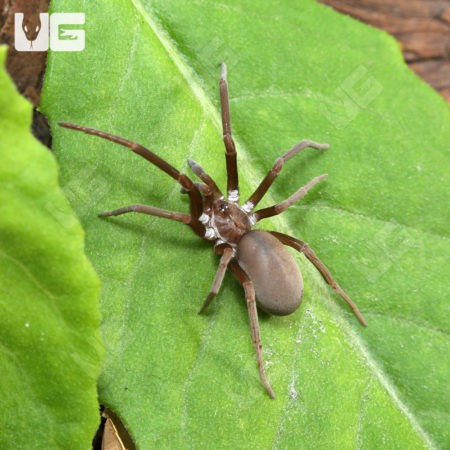 Southern Crevice Spider (Kukulcania hibernalis) For sale - Underground Reptiles