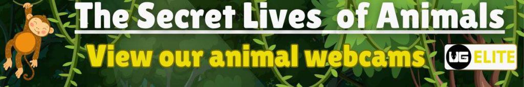 Live Animal Webcams