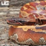 2019 Bangka Blood Pythons (Python curtus) For Sale - Underground Reptiles