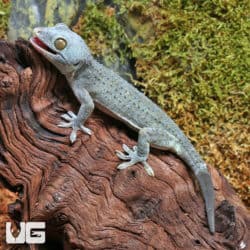 Tokay Geckos (Gekko gecko) for sale