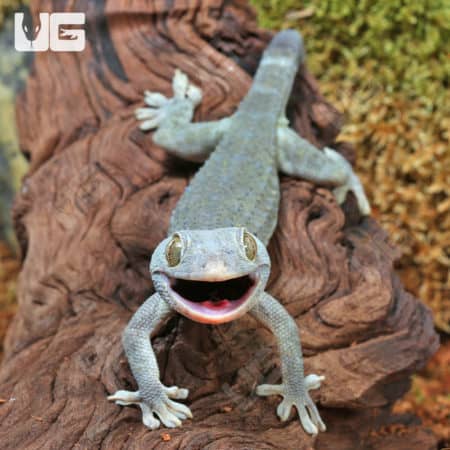 Tokay Geckos (Gekko gecko) for sale