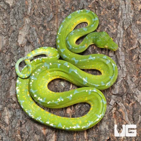 Sorong Green Tree Pythons (Morelia viridis) For Sale - Underground Reptiles
