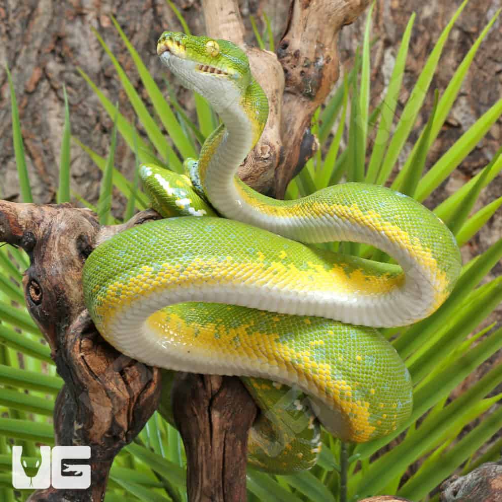 Sorong Green Tree Pythons (Morelia viridis) For Sale Underground Reptiles