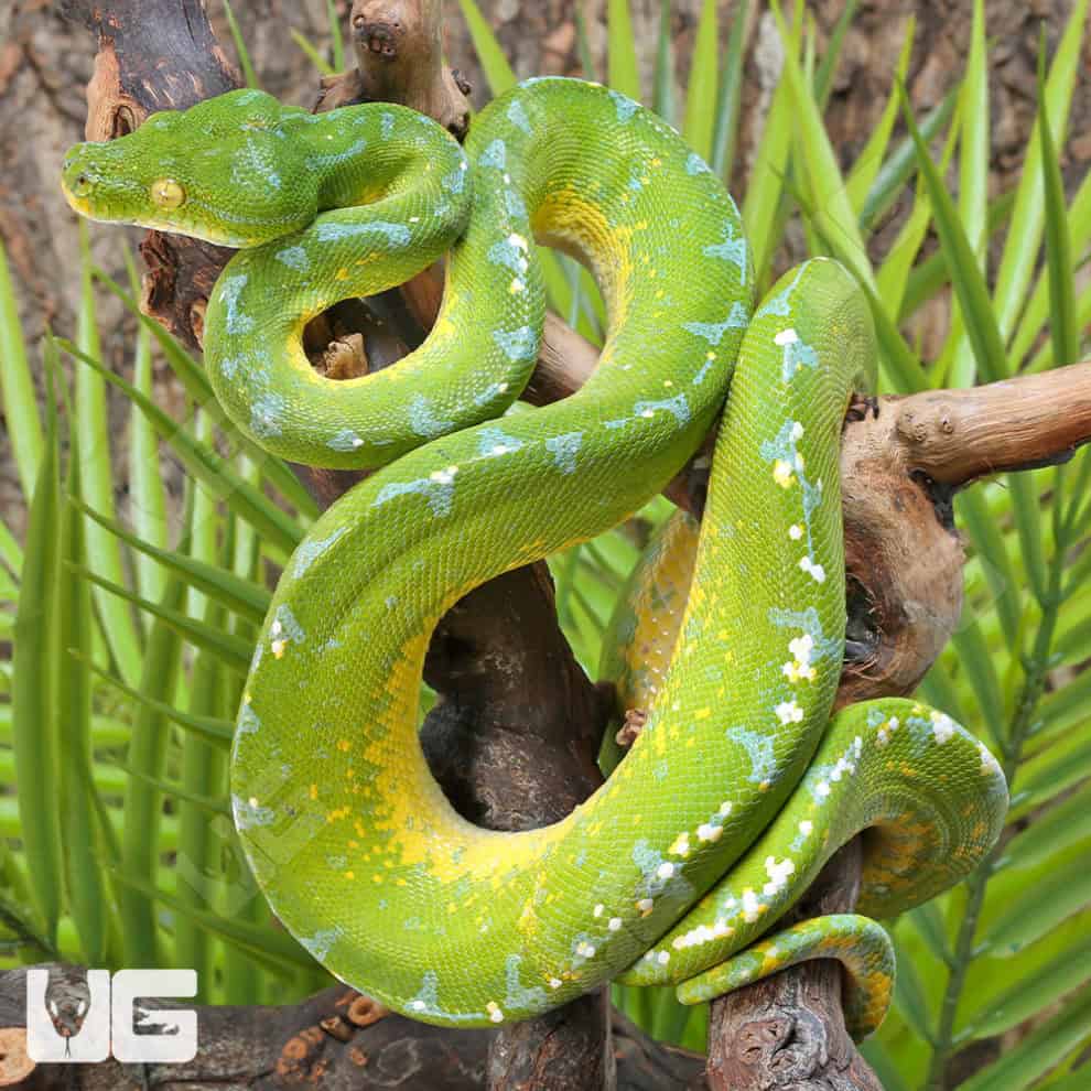 Sorong Green Tree Pythons (Morelia viridis) For Sale - Underground Reptiles
