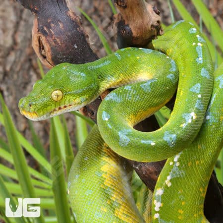 Sorong Green Tree Pythons (Morelia viridis) For Sale - Underground Reptiles