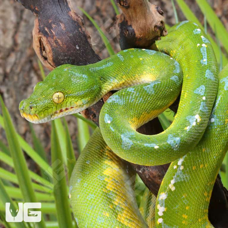 Green Tree Pythons For Sale - Underground Reptiles