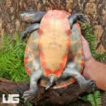 Adult Pinkbelly Sideneck Turtles (Emydura subglobosa) For Sale - Underground Reptiles
