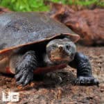 Adult Pinkbelly Sideneck Turtles (Emydura subglobosa) For Sale - Underground Reptiles