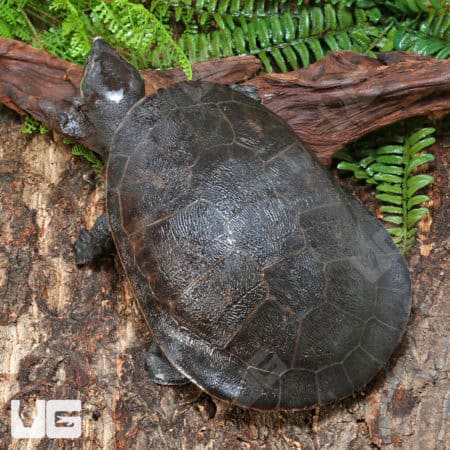 Adult Pinkbelly Sideneck Turtles (Emydura subglobosa) For Sale - Underground Reptiles