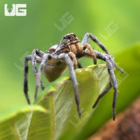 Adult Tucson Wolf Spider (Hogna carolinensis 'Tucson') for sale