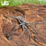 Adult Tucson Wolf Spider (Hogna carolinensis 'Tucson') for sale
