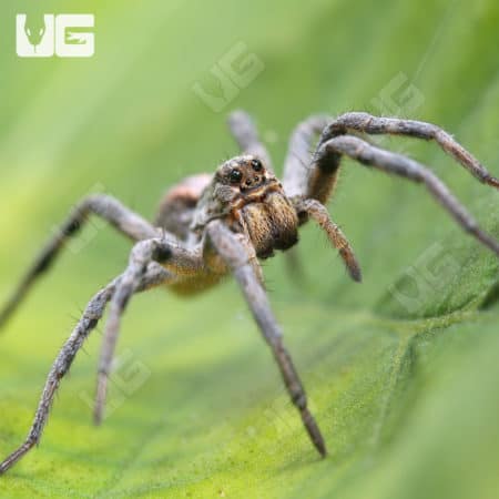Adult Tucson Wolf Spider (Hogna carolinensis 'Tucson') for sale