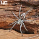 Adult Tucson Wolf Spider (Hogna carolinensis 'Tucson') for sale