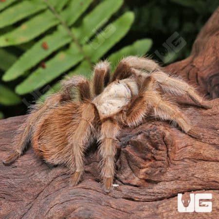 Arizona Blonde Tarantulas (Aphonopelma chalcodes) For Sale - Underground Reptiles
