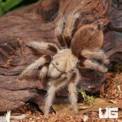 Arizona Blonde Tarantulas (Aphonopelma chalcodes) For Sale - Underground Reptiles
